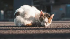 Una gatta randagia ti sarà grata se la porti a casa?