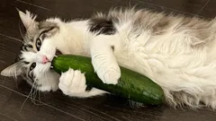 I gatti hanno davvero paura dei cetrioli? E perché?