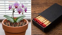 A cosa serve infilare fiammiferi nei vasi delle piante e funziona davvero?