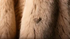 Le tarme spariranno per sempre da casa tua: ricorda i 3 odori che questo parassita teme