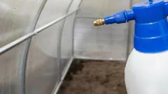 Il modo migliore per disinfettare la serra in primavera: 2 semplici alternative ai costosi prodotti commerciali