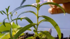 Come eliminare gli afidi dalle piante di casa: 5 rimedi pratici e cosa evitare