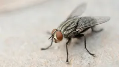 Niente più mosche in casa: basta tostare questa miscela di spezie fatta in casa e te ne dimenticherai