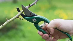 Cinque piante da potare assolutamente a marzo per farle fiorire bene