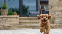 Curiosità sui cani: sapevi che il temperamento del cane influisce sulla sua aspettativa di vita?