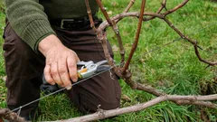 Cosa fare con la vite in primavera per ottenere un buon raccolto in estate: consigli utili