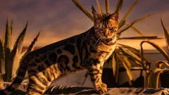 Non perdono pelo, non puzzano e si ammalano di rado: 3 razze di gatti per chi ama la pulizia e la tranquillità