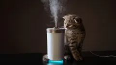 Come eliminare l’odore di gatto: metodi semplici anche nei casi più difficili