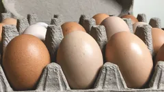 Come conservare le uova in frigorifero perché restino fresche per diverse settimane