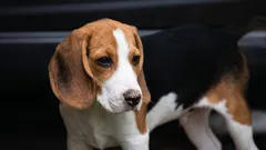 Quali cani si ammalano più raramente: 10 razze con la salute più robusta