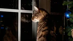 Sapete cosa fa il vostro gatto di notte per proteggere voi e la vostra casa?