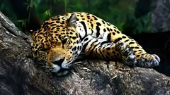 Molti ancora non lo sanno: in che cosa si distingue il giaguaro dal leopardo?