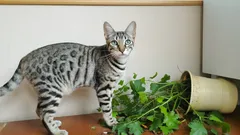 Perché i gatti fanno cadere le cose per terra? 5 motivi che spiegano questa cattiva abitudine