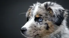 Quale razza di cane è la più facile da addestrare e adatta alle famiglie?