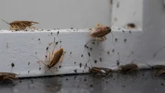 Non sai mai quando potrebbero comparire, quindi è importante conoscere in anticipo i metodi per combatterli